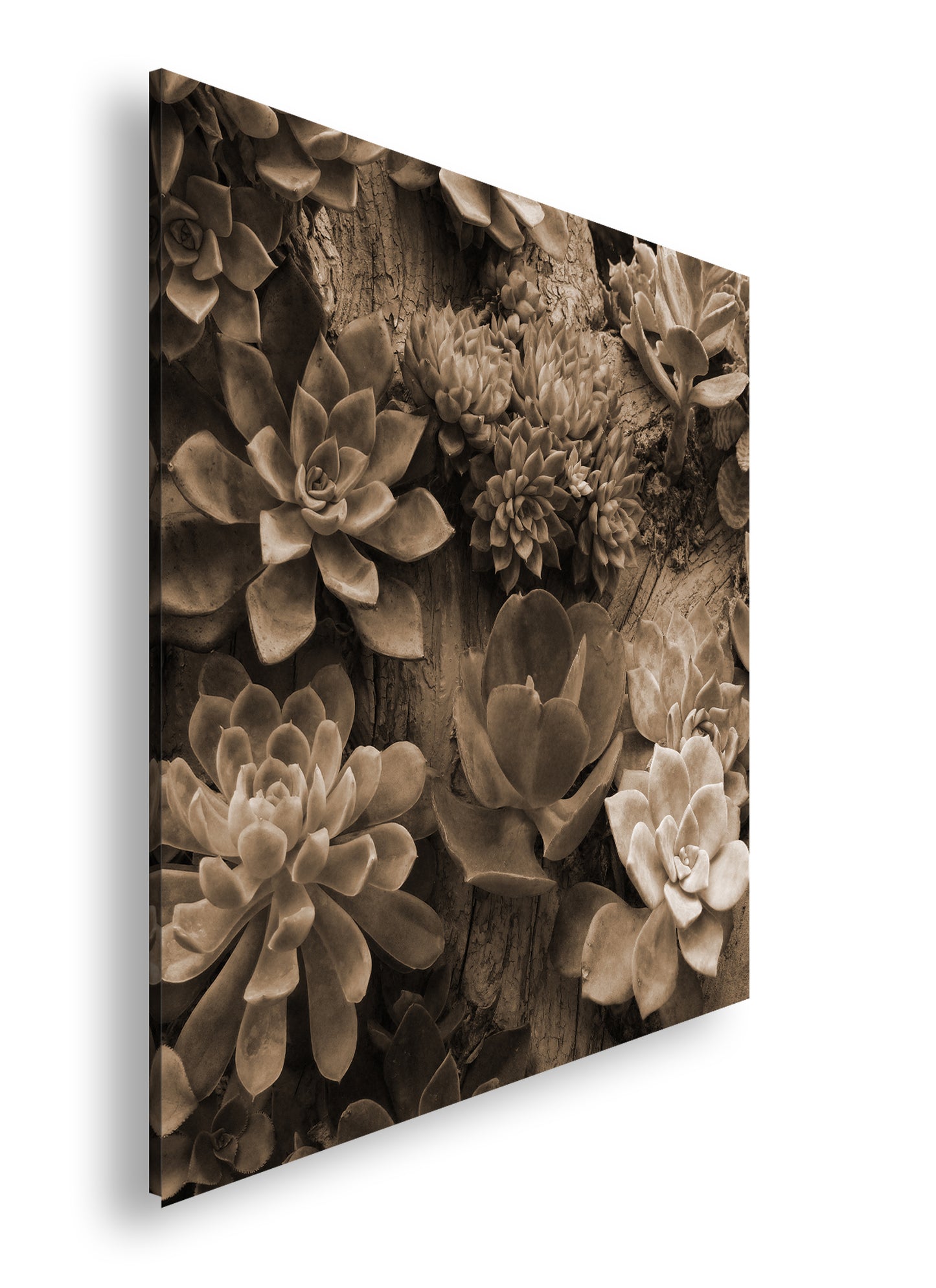 Hauptbild Sepia Quadratisch
