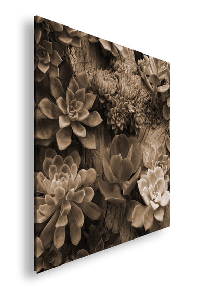 Hauptbild Sepia Quadratisch