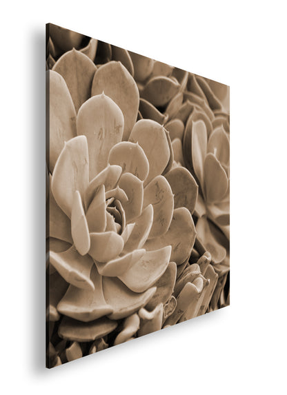 Hauptbild Sepia Quadratisch