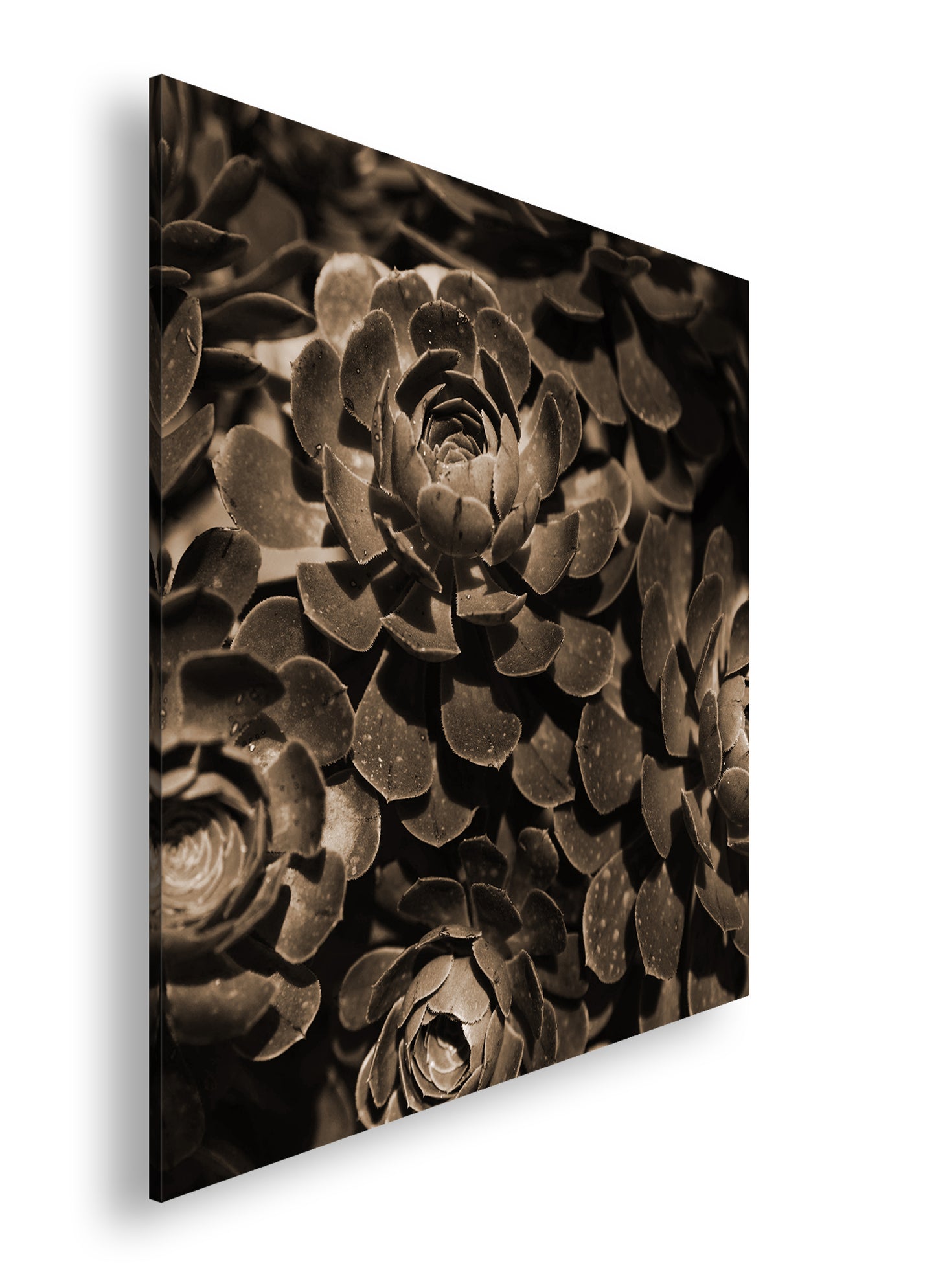 Hauptbild Sepia Quadratisch