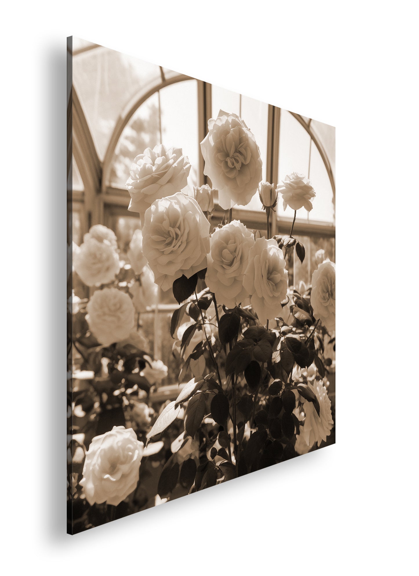 Hauptbild Sepia Quadratisch