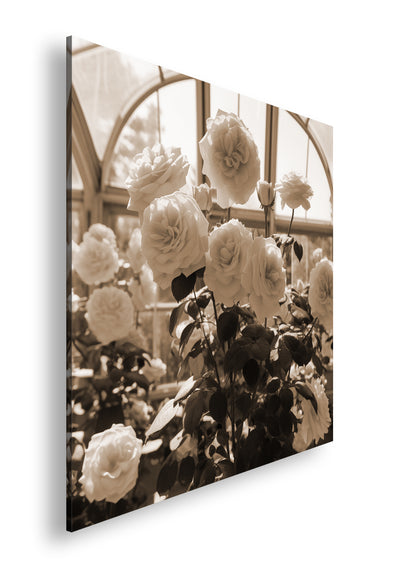 Hauptbild Sepia Quadratisch