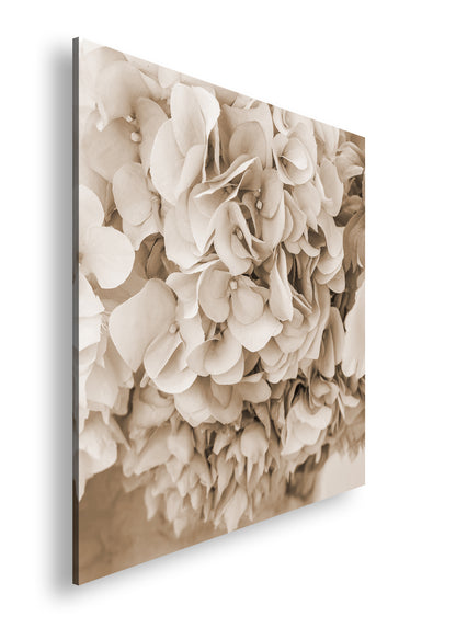 Hauptbild Sepia Quadratisch