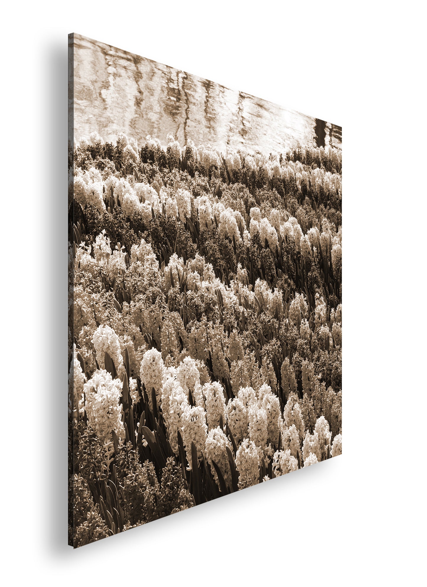 Hauptbild Sepia Quadratisch