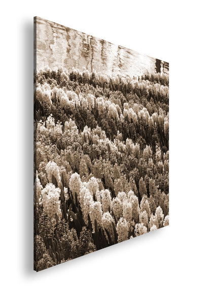 Hauptbild Sepia Quadratisch