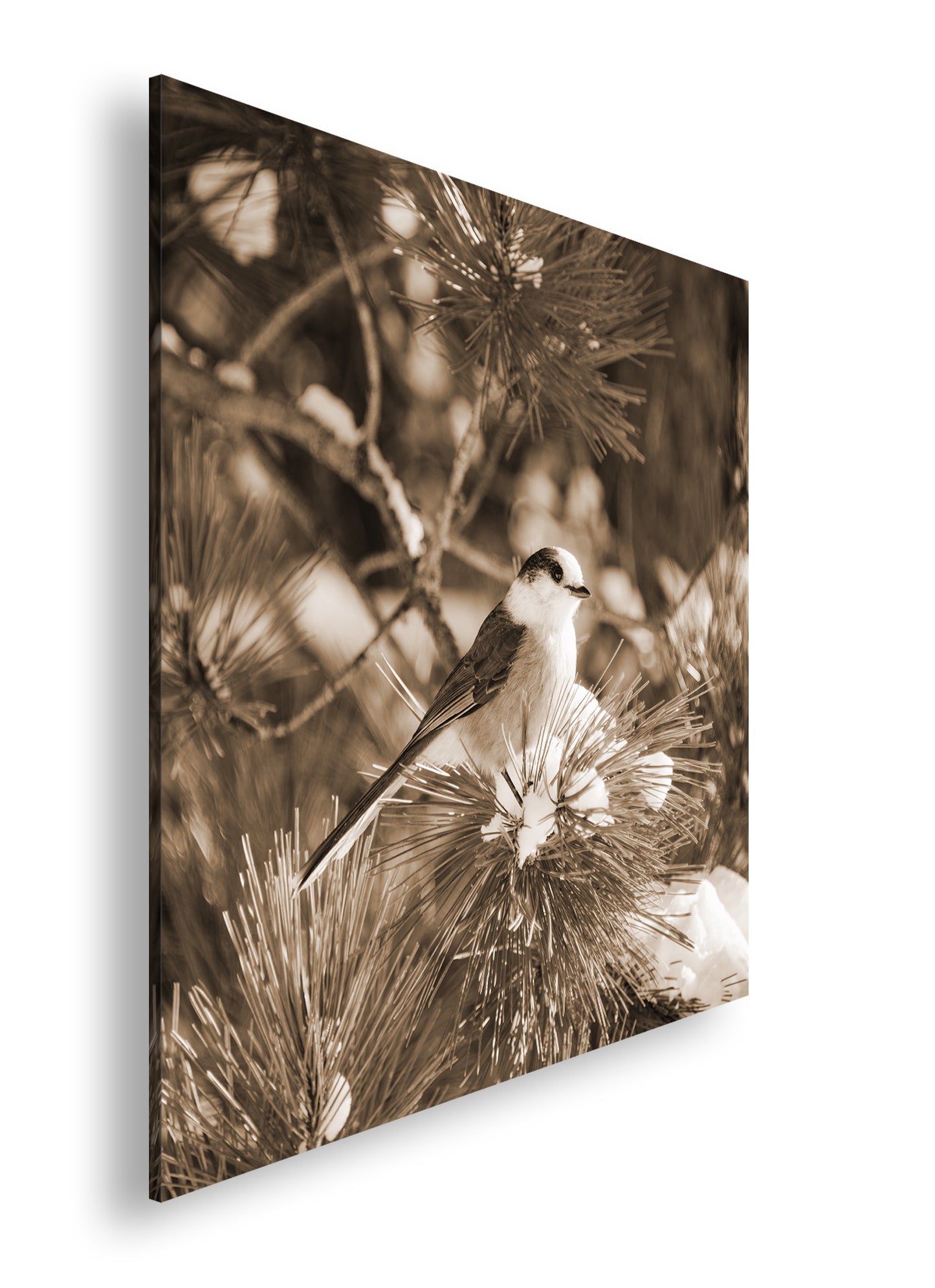 Hauptbild Sepia Quadratisch