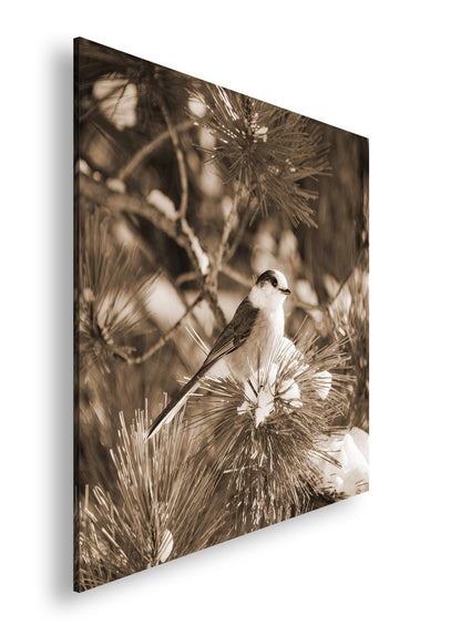 Hauptbild Sepia Quadratisch