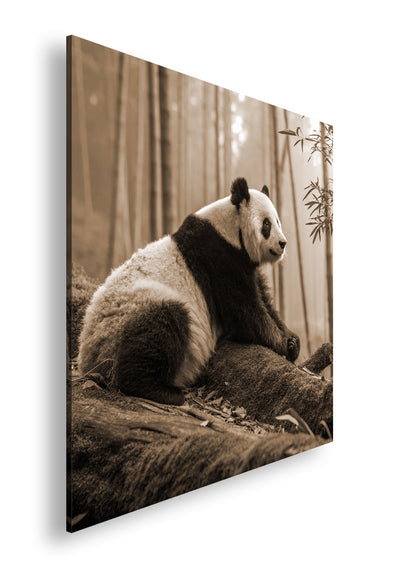 Hauptbild Sepia Quadratisch