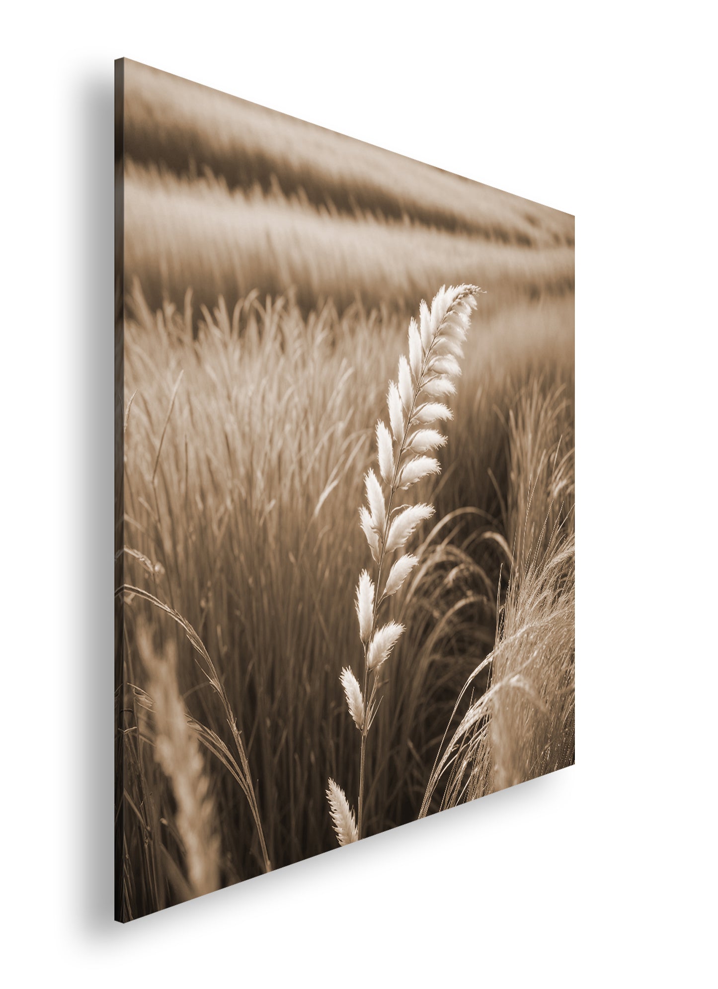 Hauptbild Sepia Quadratisch