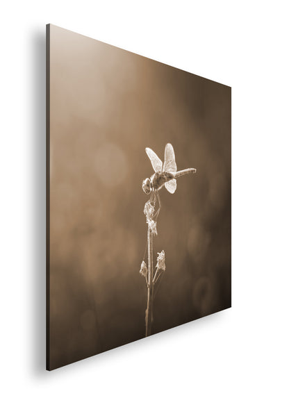 Hauptbild Sepia Quadratisch