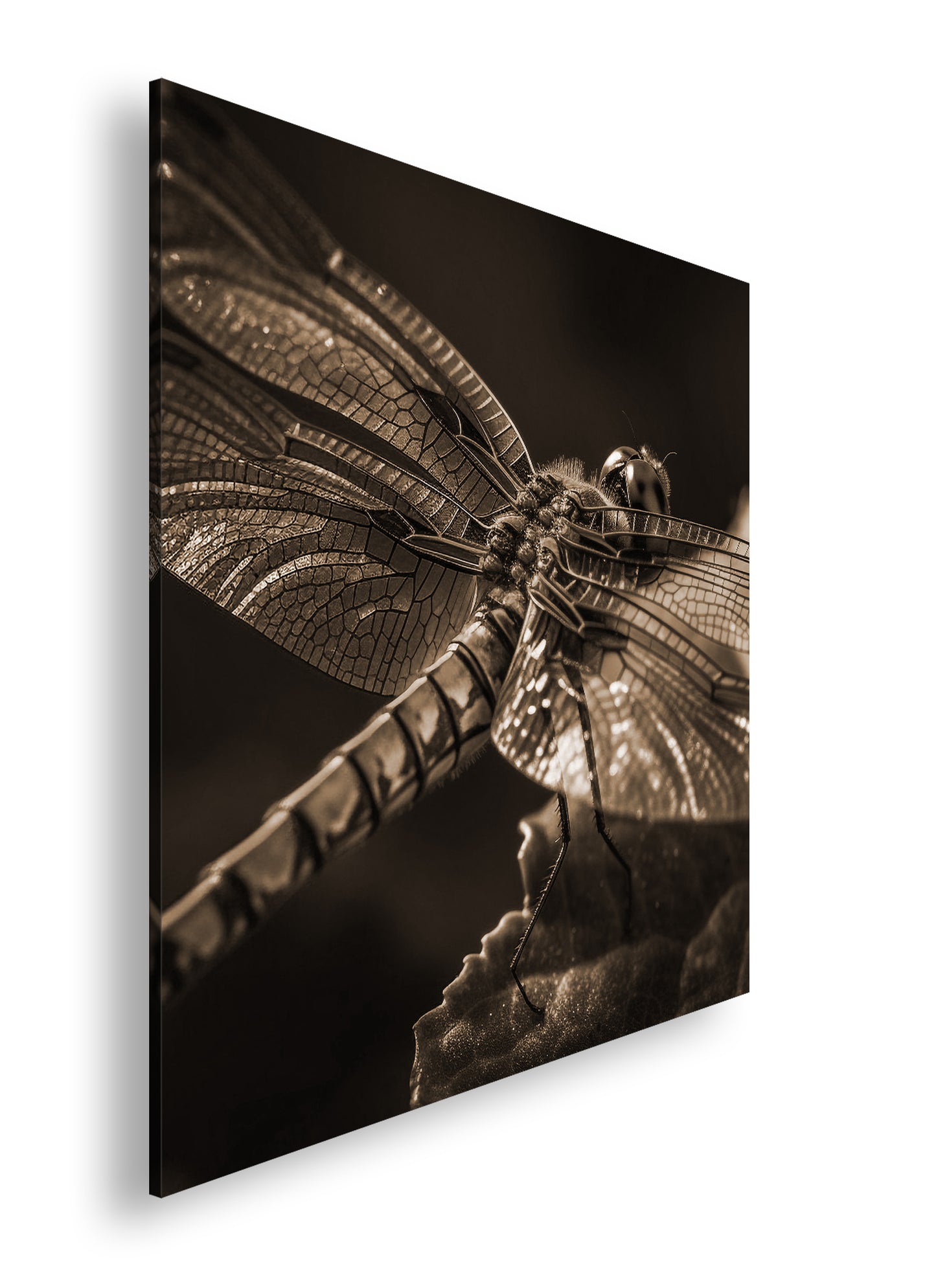 Hauptbild Sepia Quadratisch