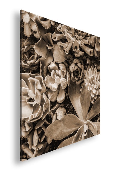 Hauptbild Sepia Quadratisch