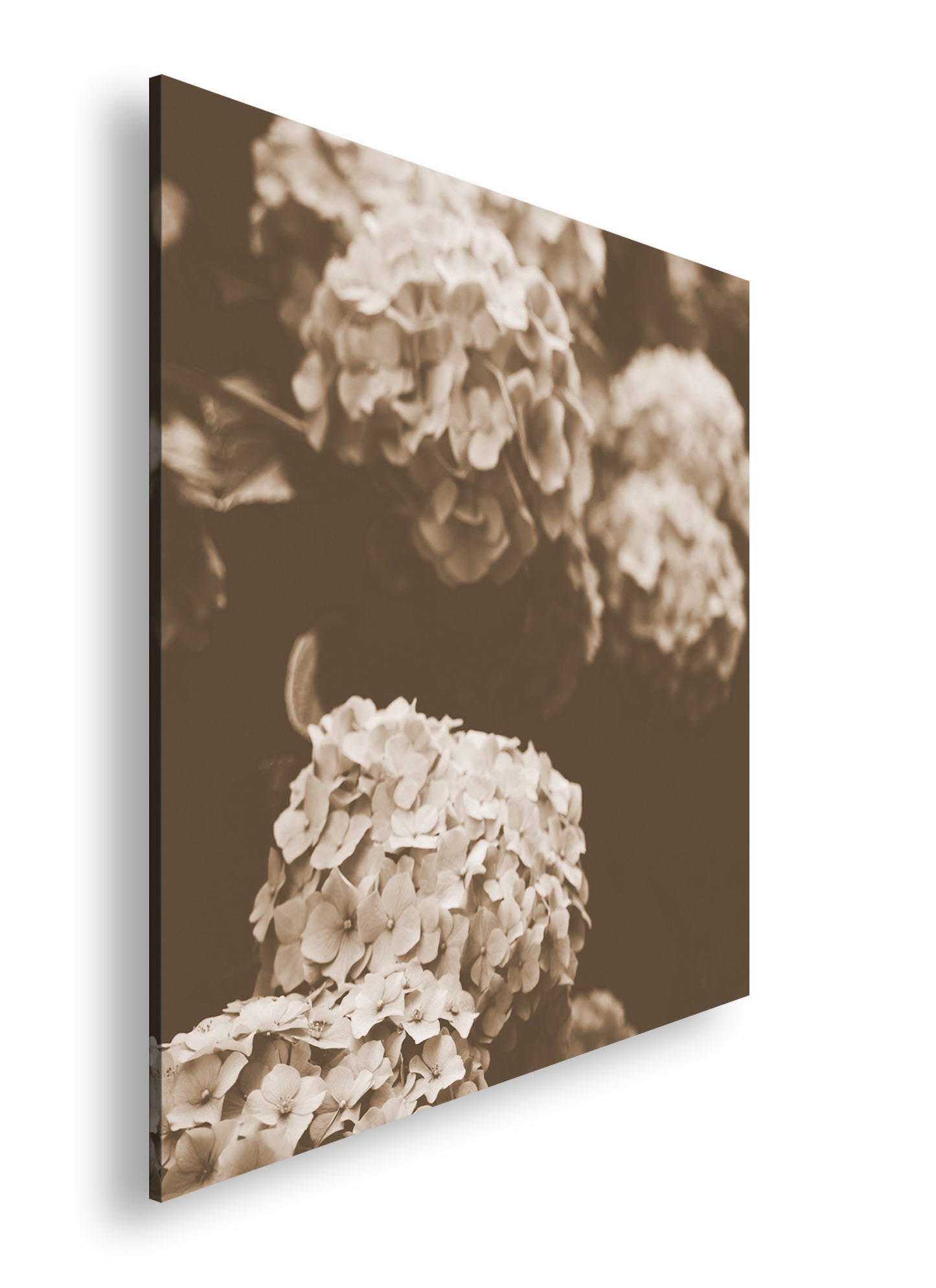 Hauptbild Sepia Quadratisch