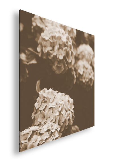 Hauptbild Sepia Quadratisch