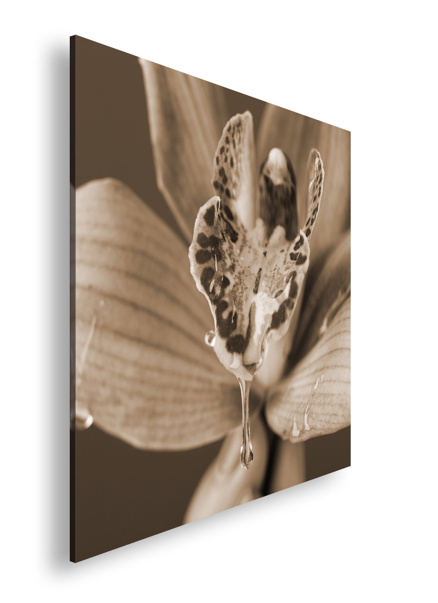 Hauptbild Sepia Quadratisch