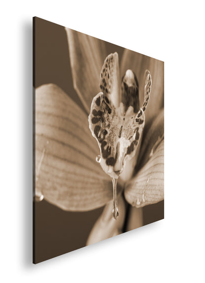 Hauptbild Sepia Quadratisch