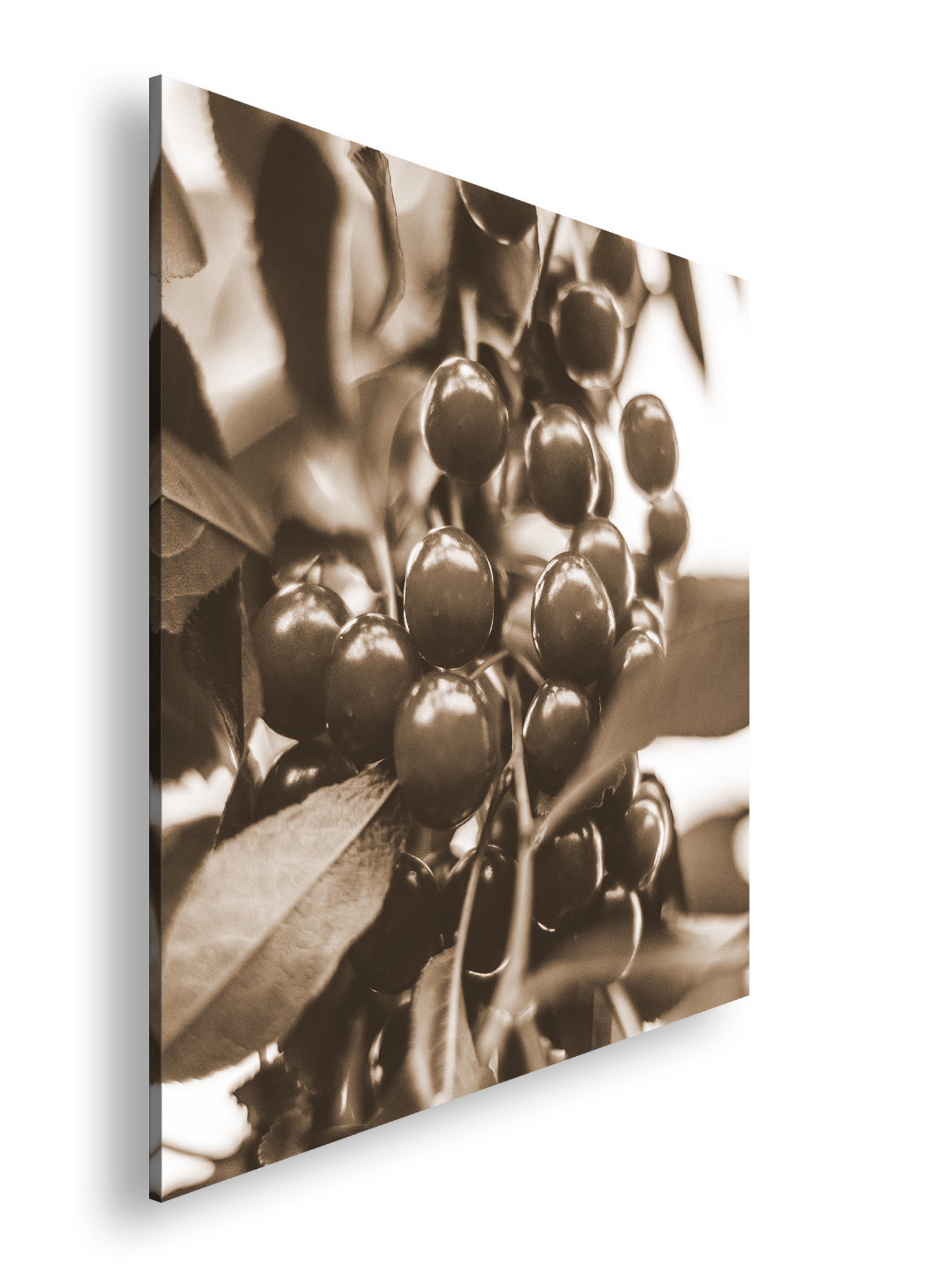 Hauptbild Sepia Quadratisch