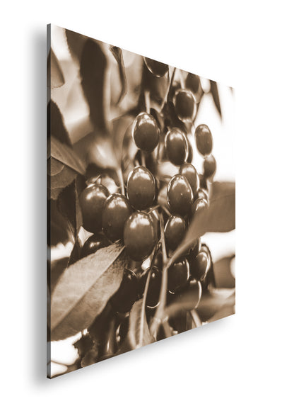 Hauptbild Sepia Quadratisch