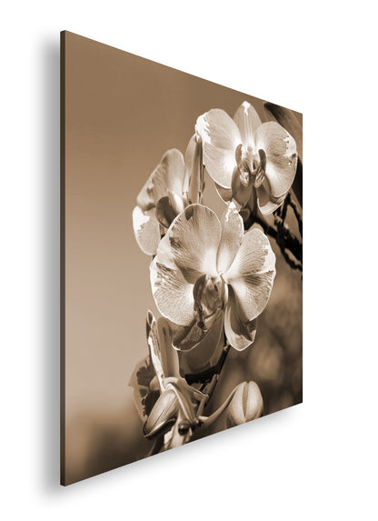 Hauptbild Sepia Quadratisch
