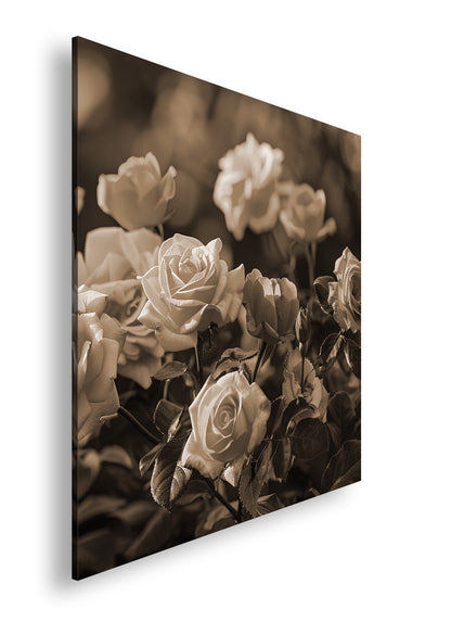 Hauptbild Sepia Quadratisch