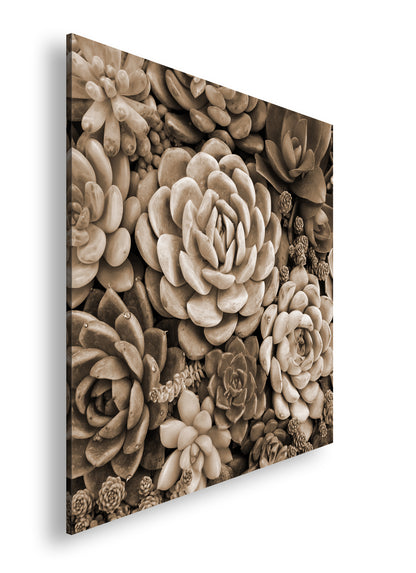 Hauptbild Sepia Quadratisch