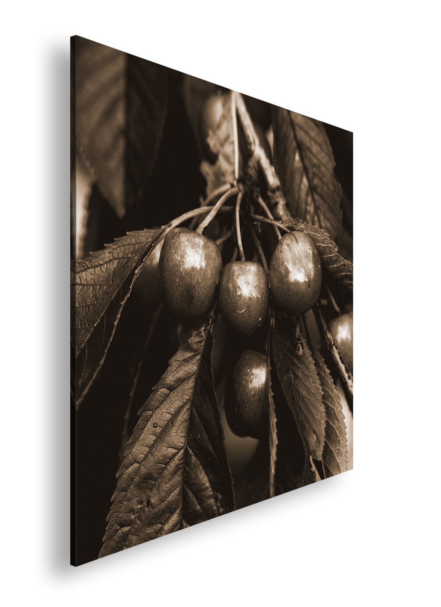 Hauptbild Sepia Quadratisch