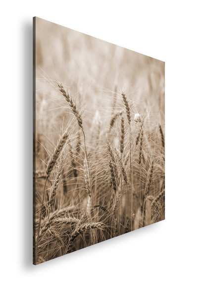 Hauptbild Sepia Quadratisch