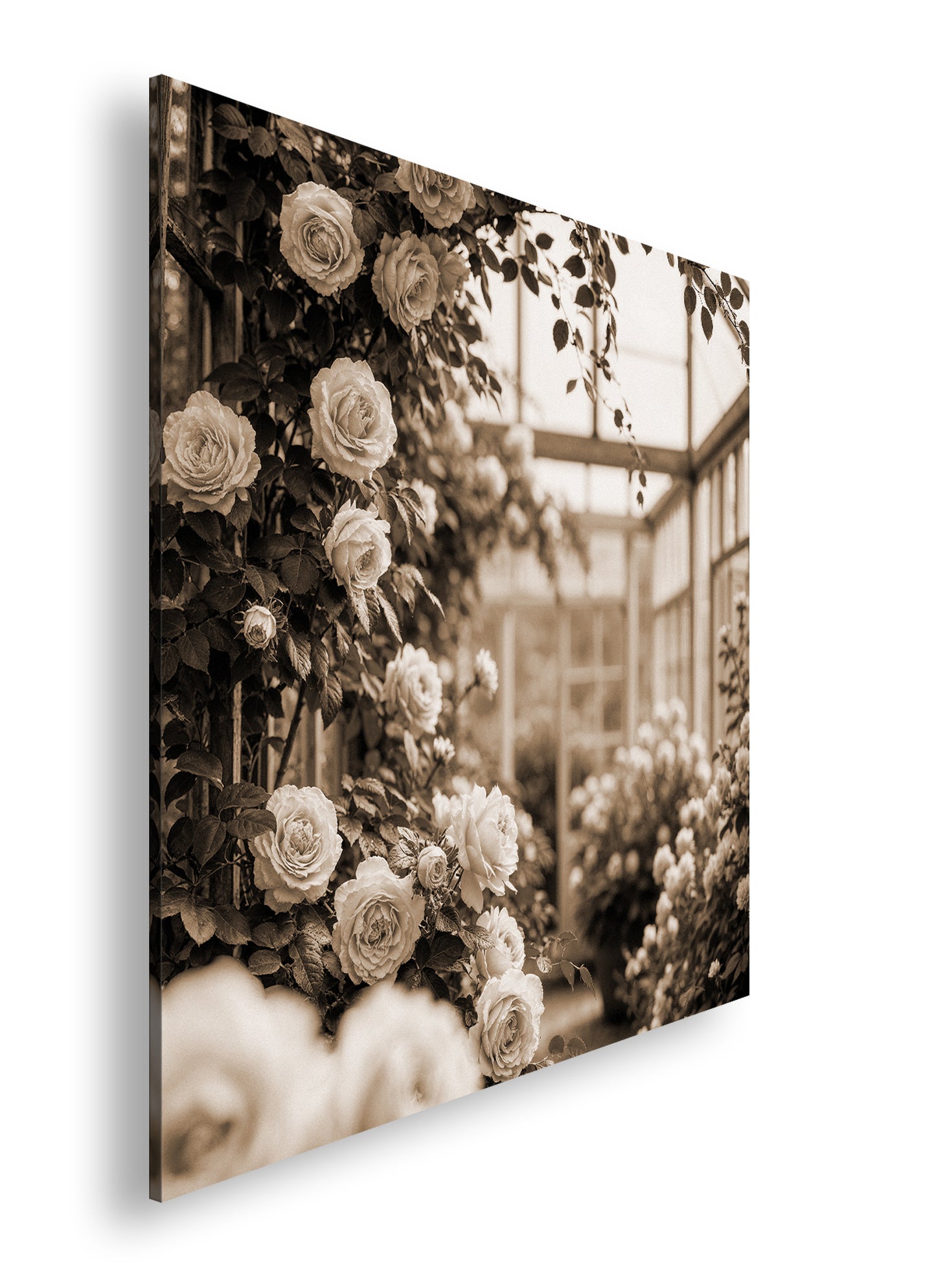 Hauptbild Sepia Quadratisch