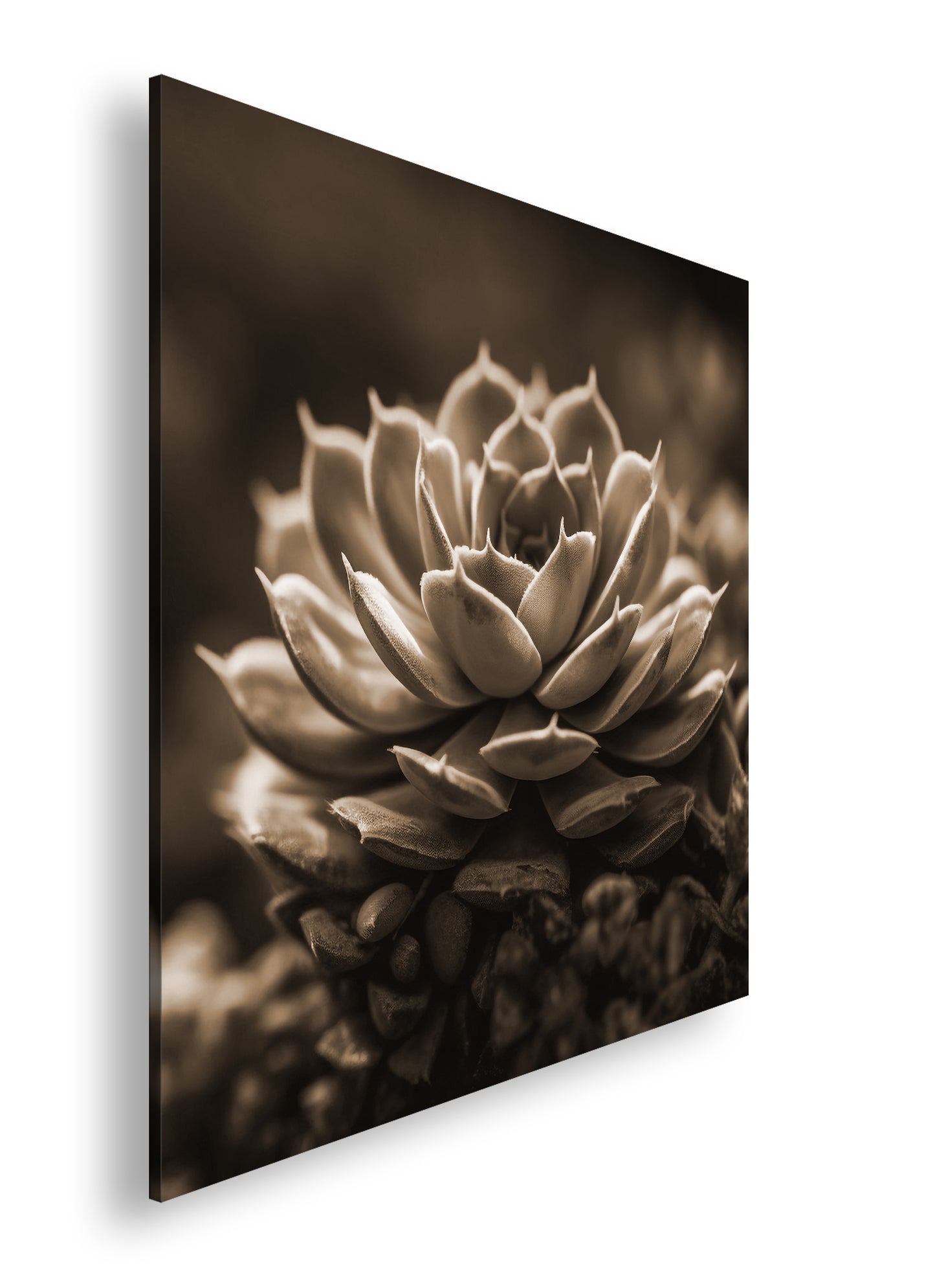 Hauptbild Sepia Quadratisch