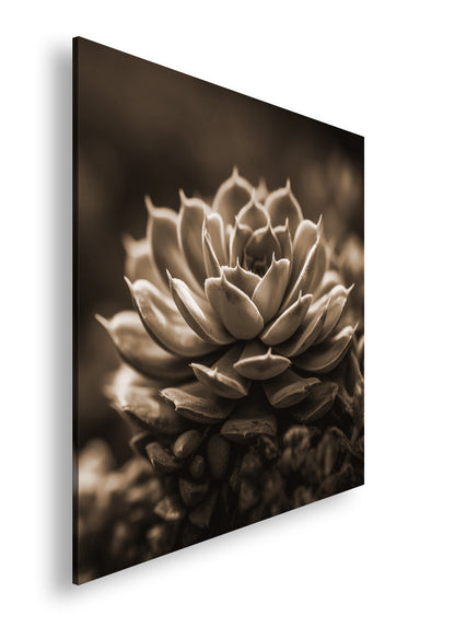 Hauptbild Sepia Quadratisch