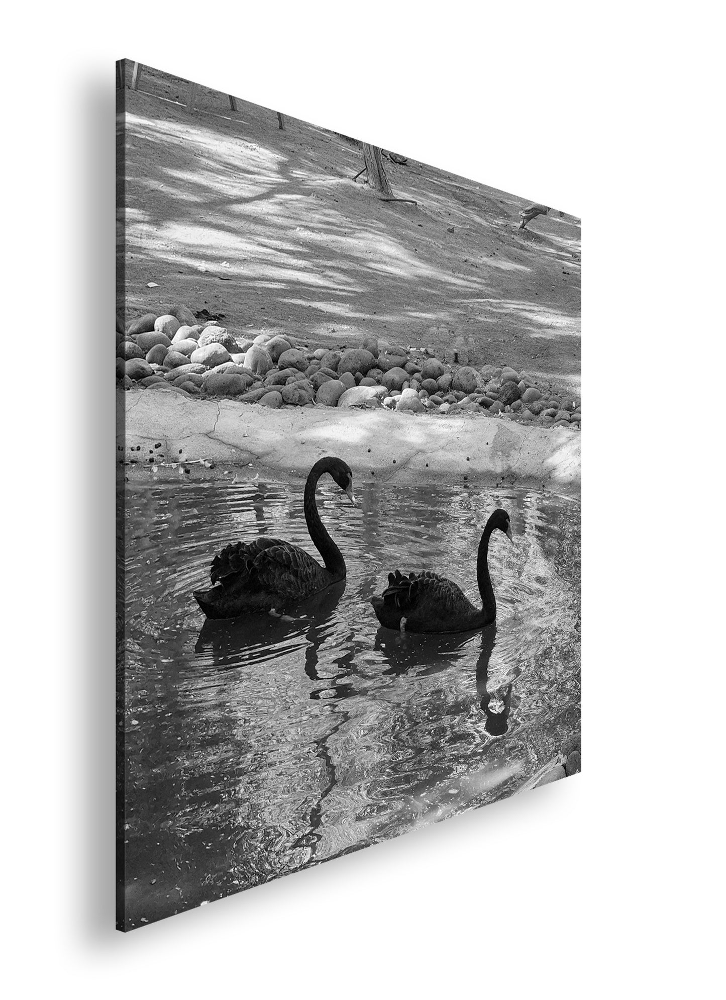 Hauptbild Schwarz & Weiß Quadratisch