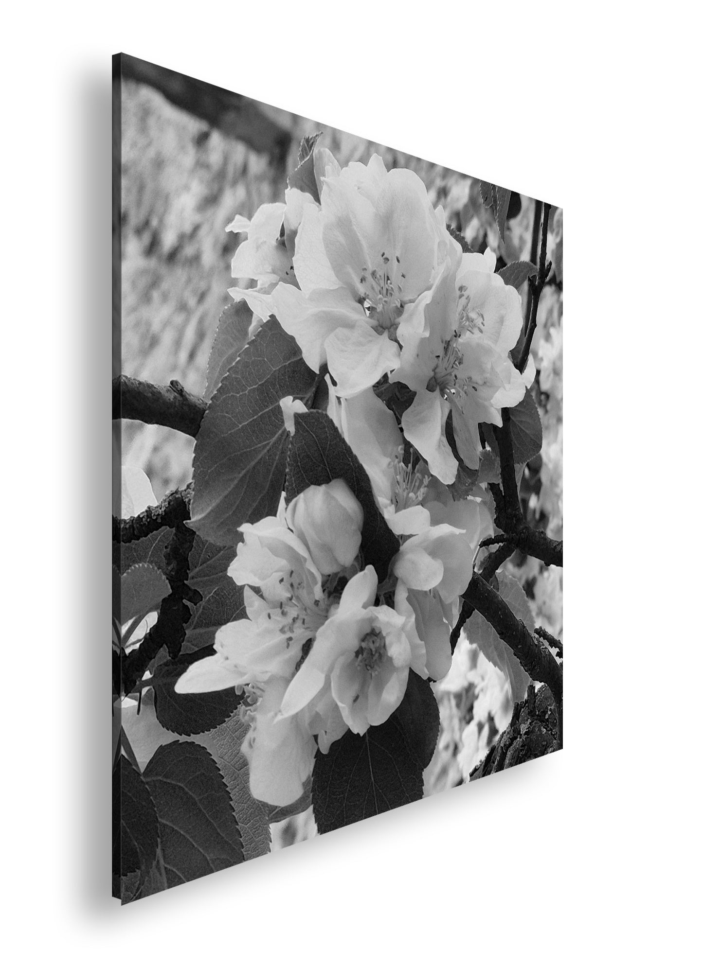 Hauptbild Schwarz & Weiß Quadratisch