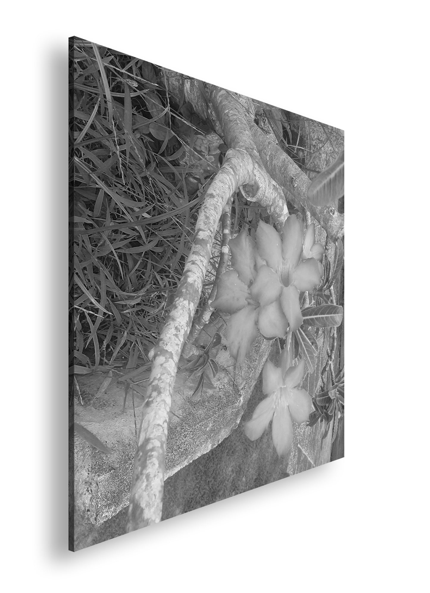 Hauptbild Schwarz & Weiß Quadratisch