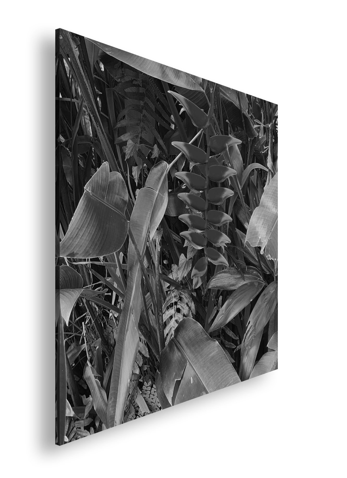 Hauptbild Schwarz & Weiß Quadratisch