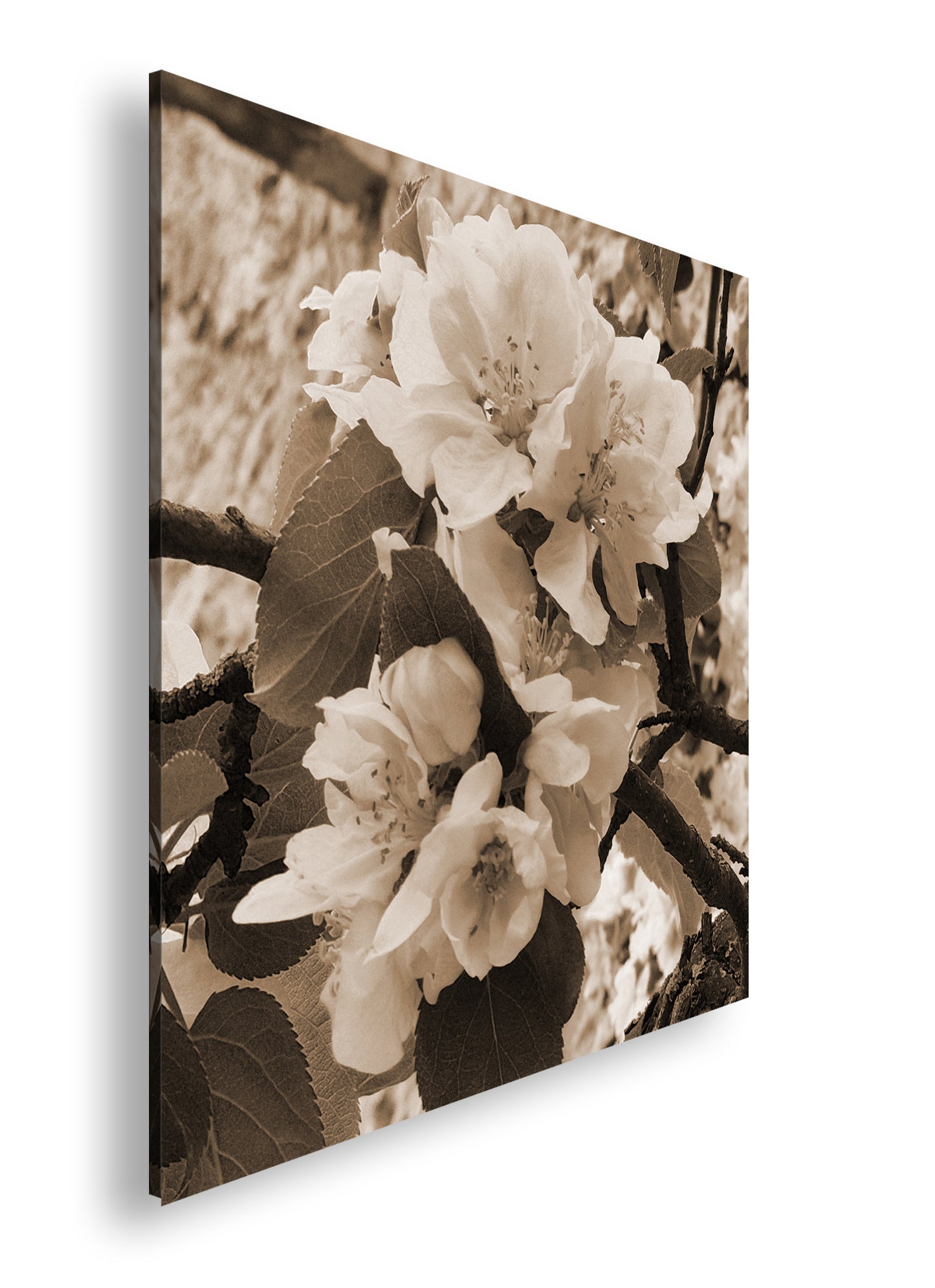 Hauptbild Sepia Quadratisch