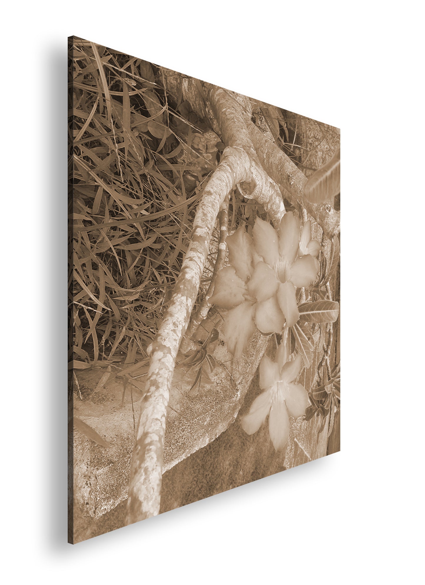 Hauptbild Sepia Quadratisch