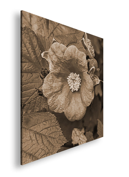 Hauptbild Sepia Quadratisch