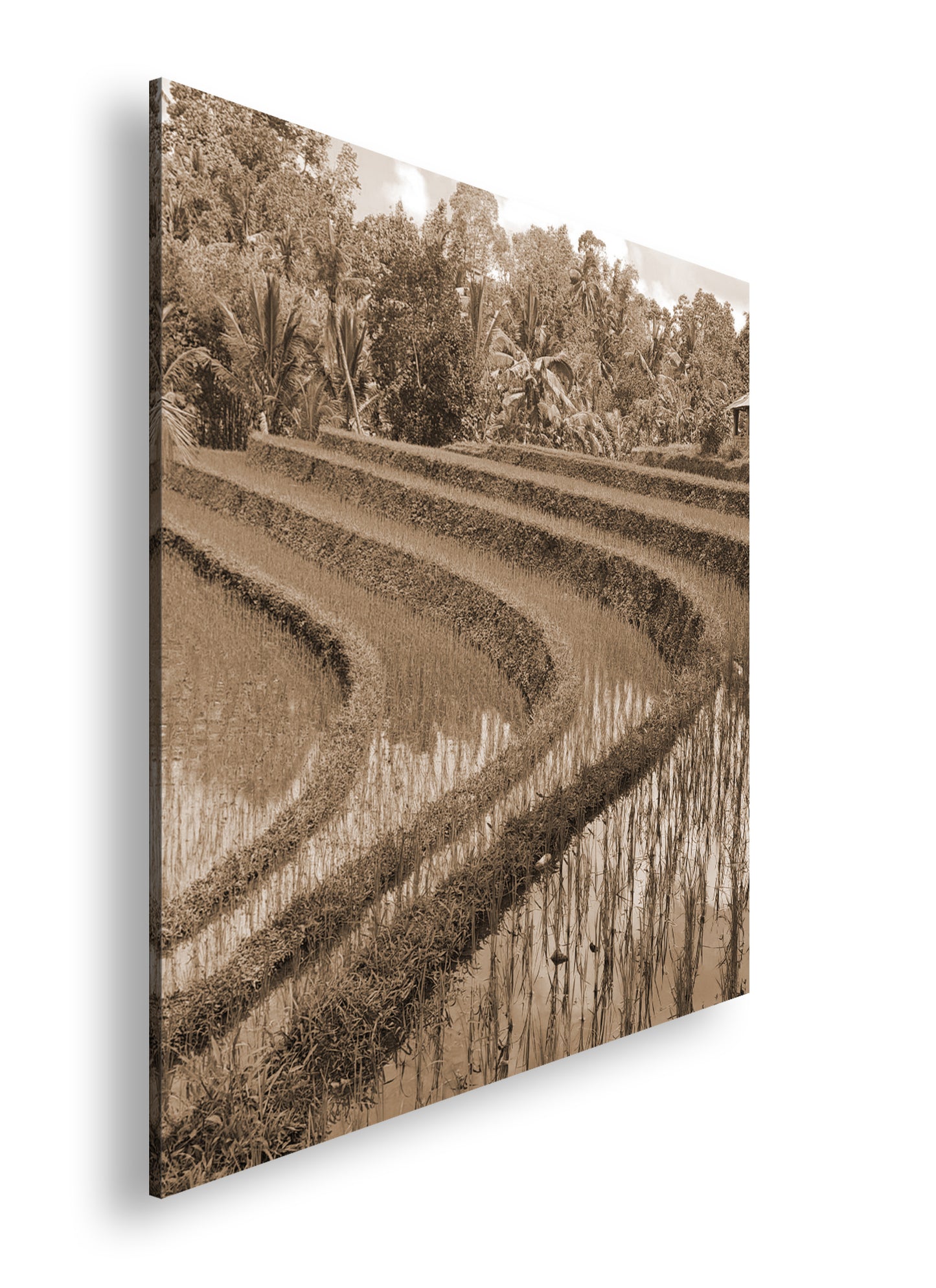 Hauptbild Sepia Quadratisch