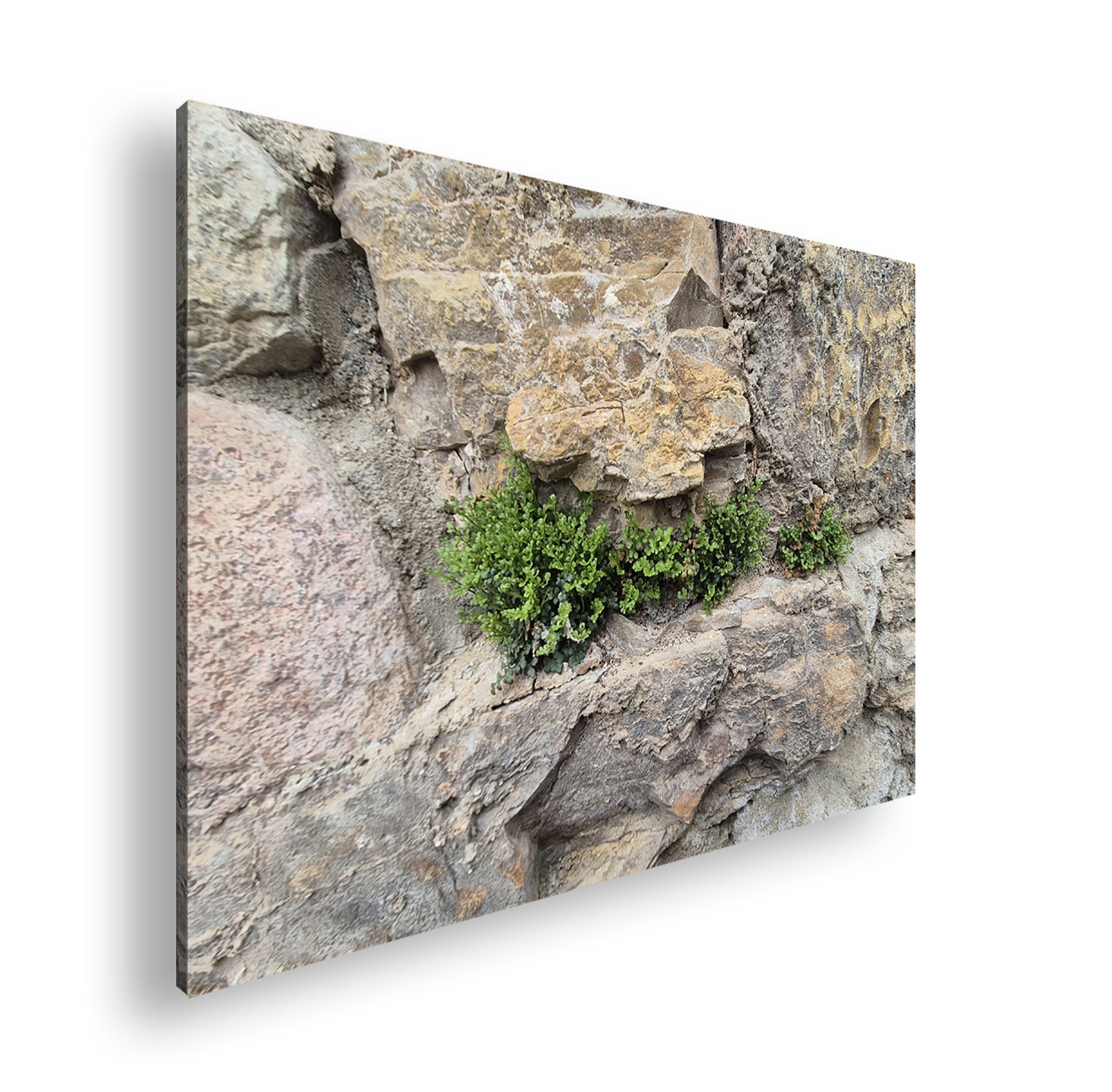 Hauptbild Farbig Standart