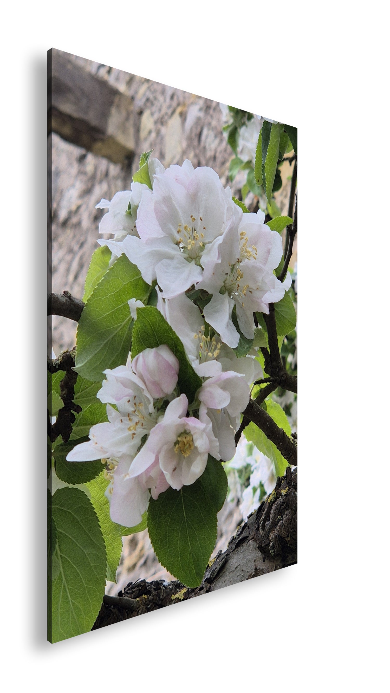 Hauptbild Farbig Standart