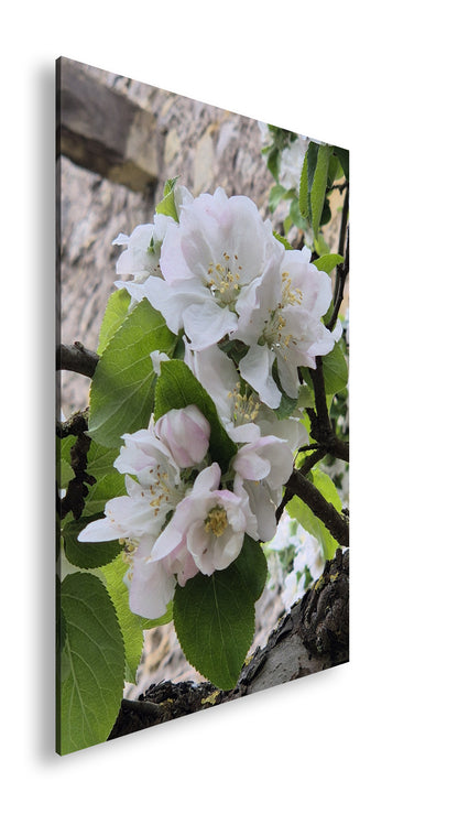 Hauptbild Farbig Standart