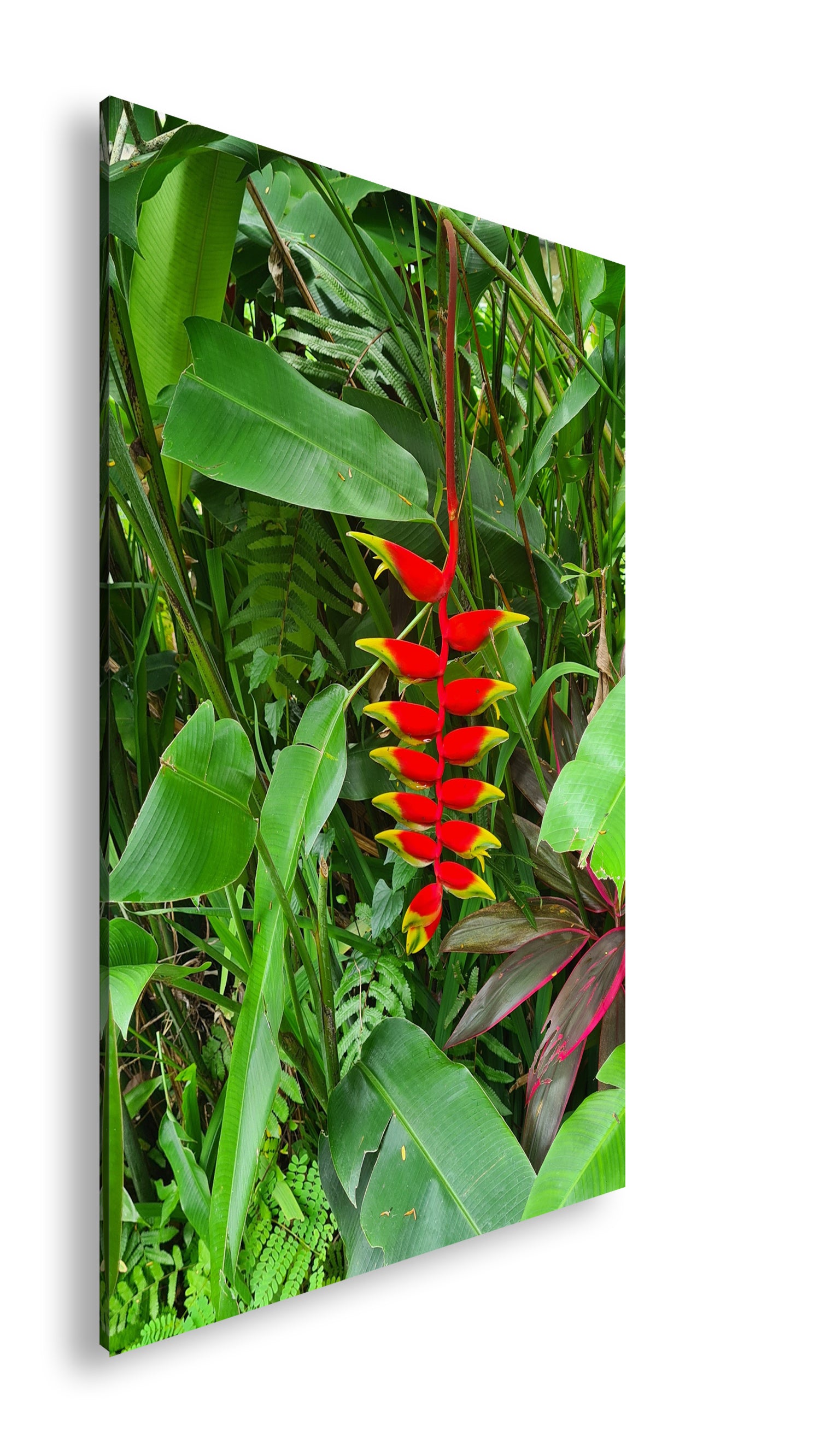 Hauptbild Farbig Standart