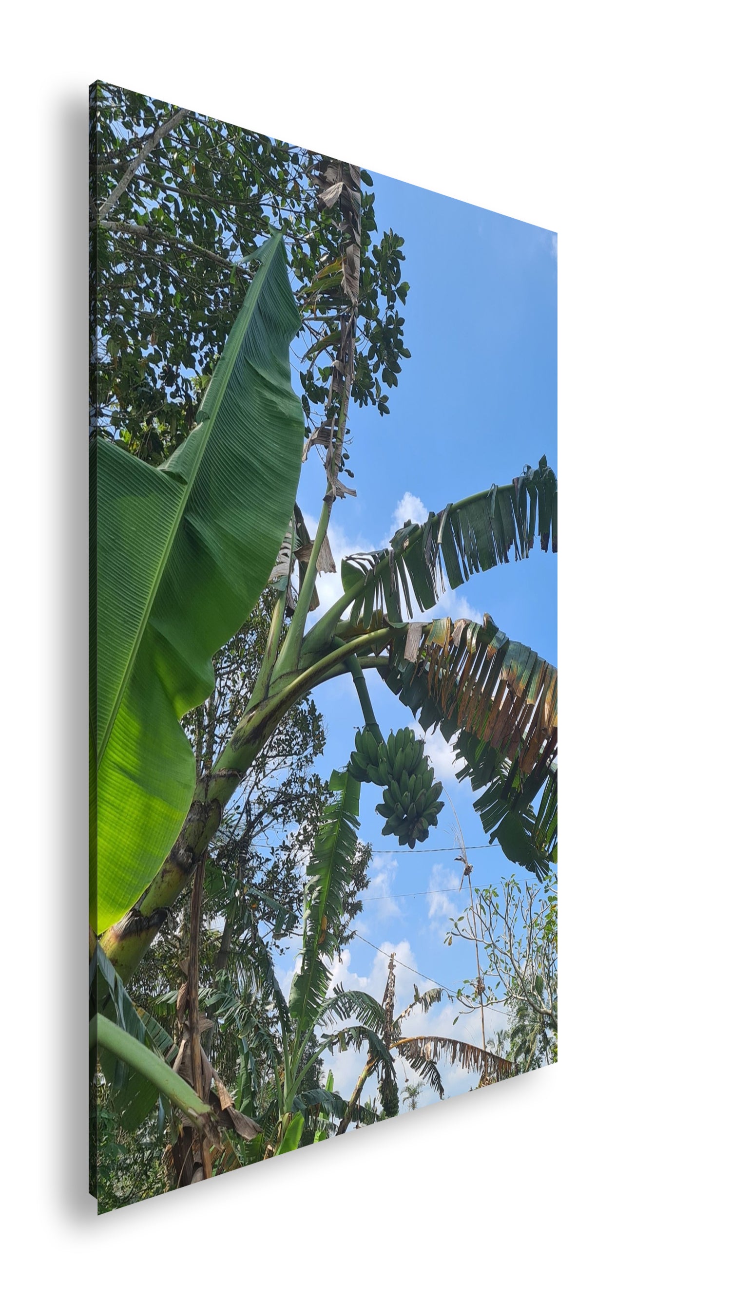 Hauptbild Farbig Standart