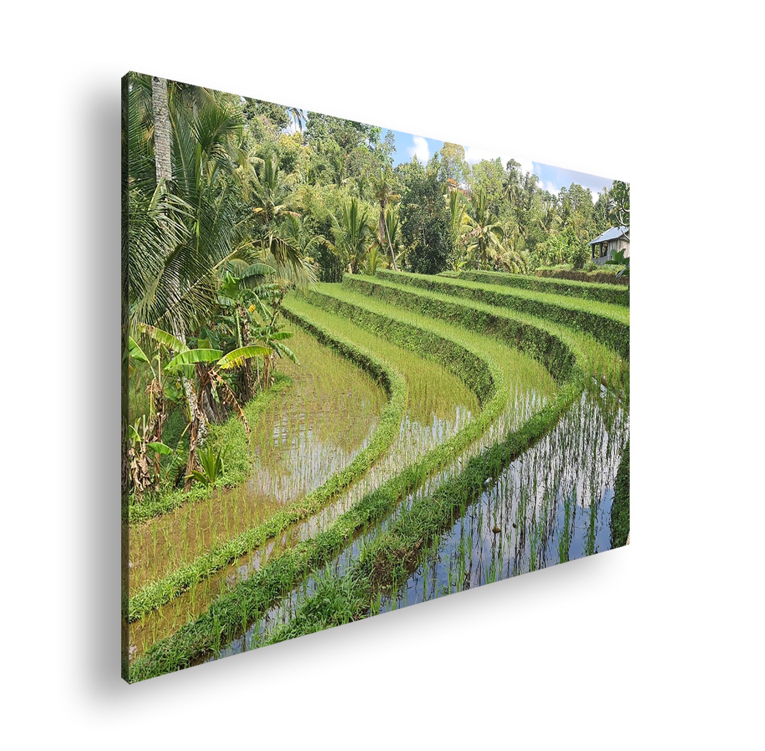 Hauptbild Farbig Standart