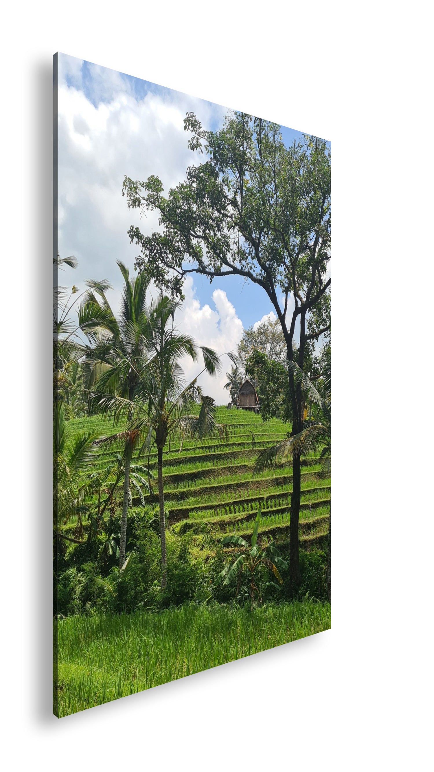 Hauptbild Farbig Standart