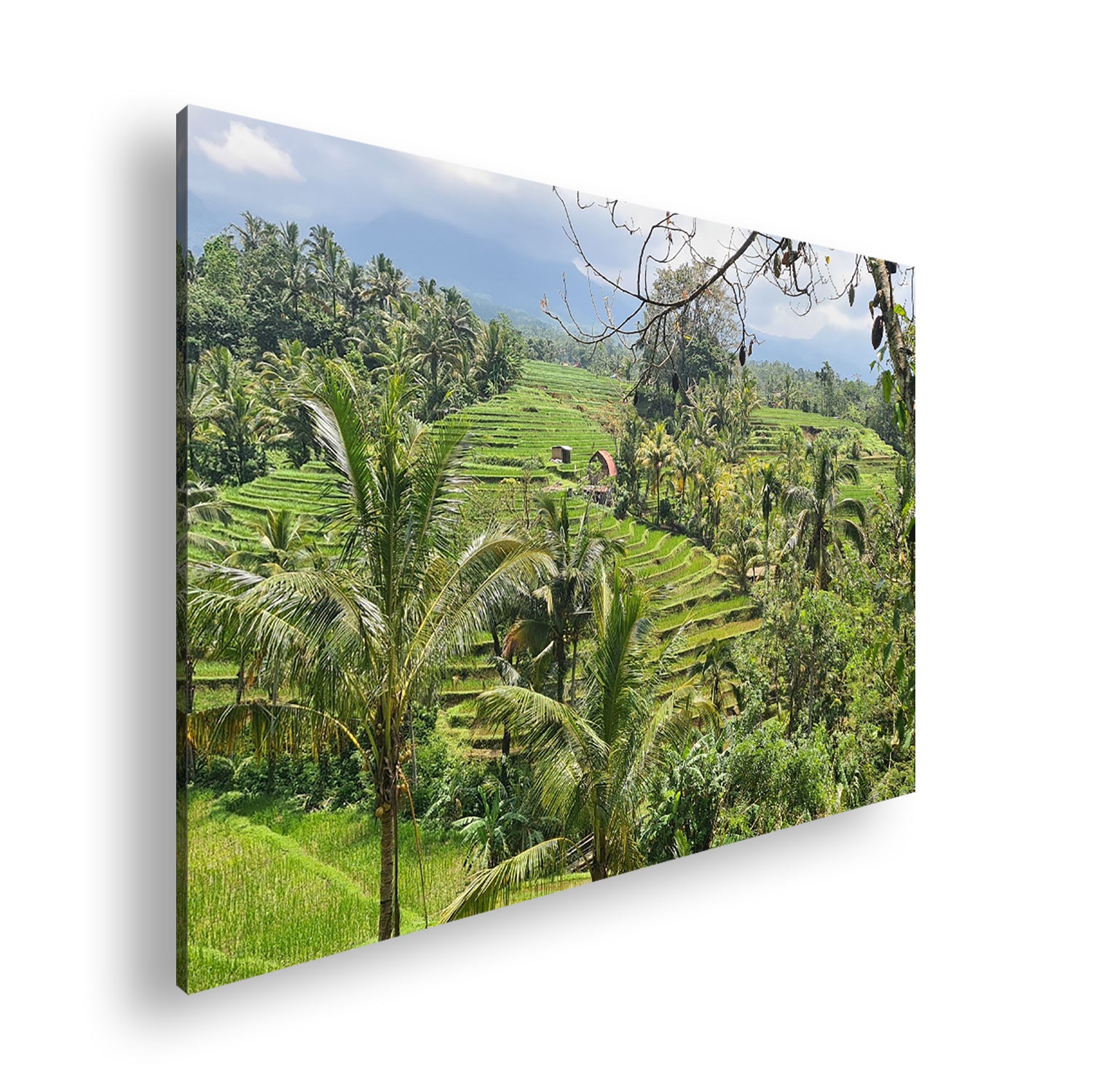 Hauptbild Farbig Standart