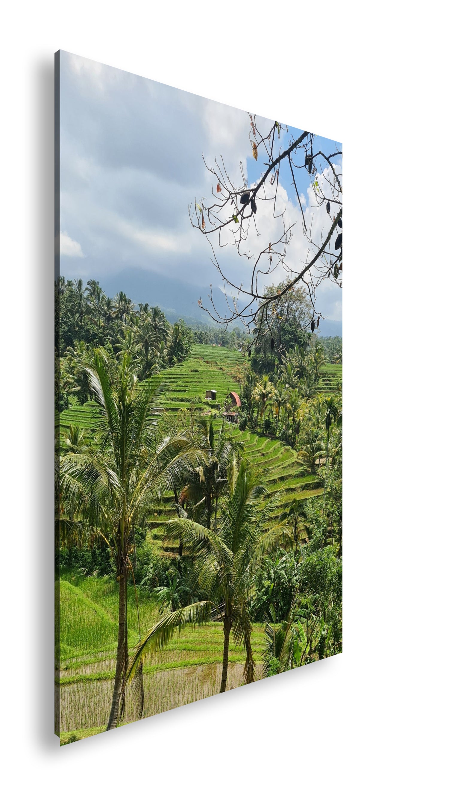 Hauptbild Farbig Standart