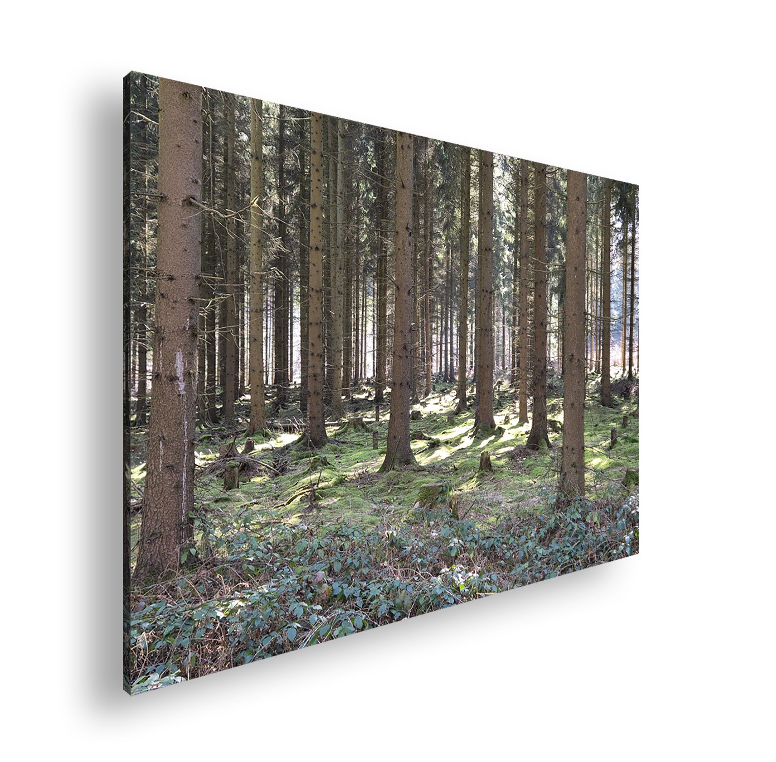 Hauptbild Farbig Standart