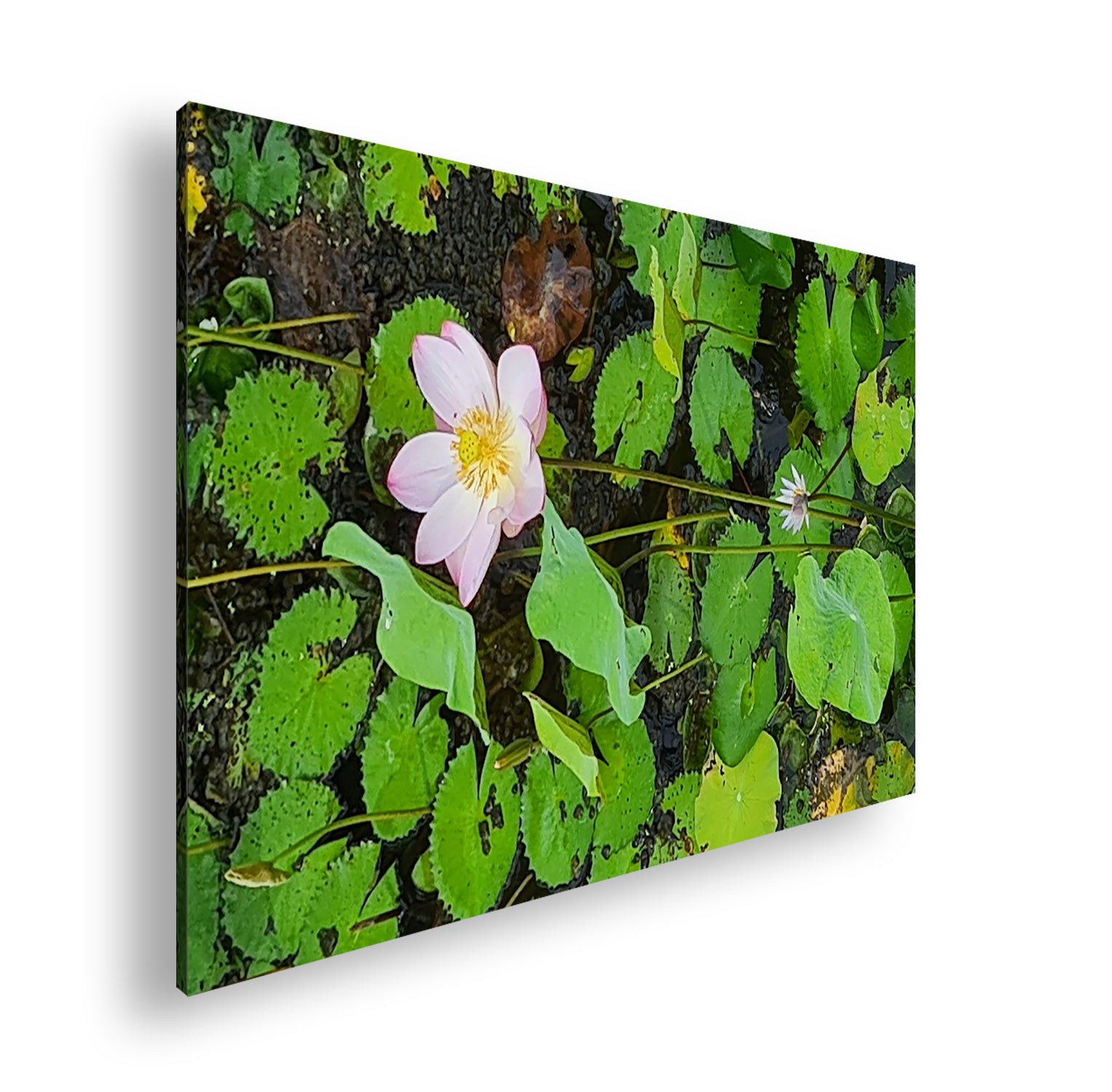 Hauptbild Farbig Standart