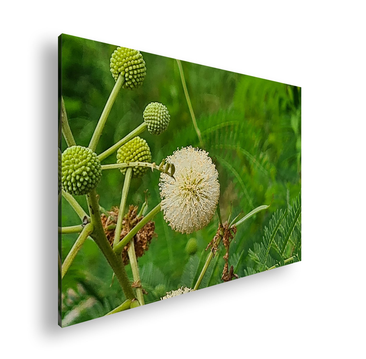 Hauptbild Farbig Standart